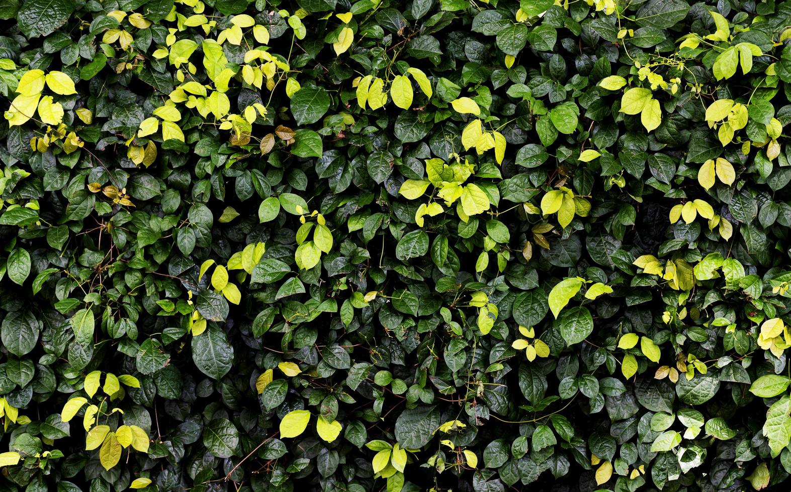 recinto verde le foglie parete sfondo foto