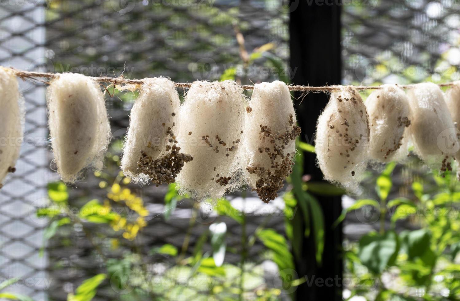 vicino su linea su farfalla pupa foto