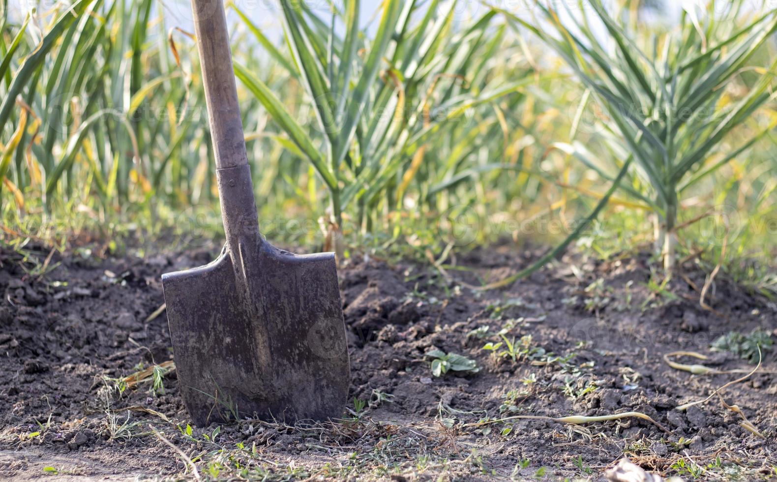 aglio campo nel il paesaggio con un' pala. biologico aglio cresciuto nel il campagna. agricolo campo di aglio pianta. il concetto di biologico agricoltura. un' letto di aglio, perdere nero suolo. foto