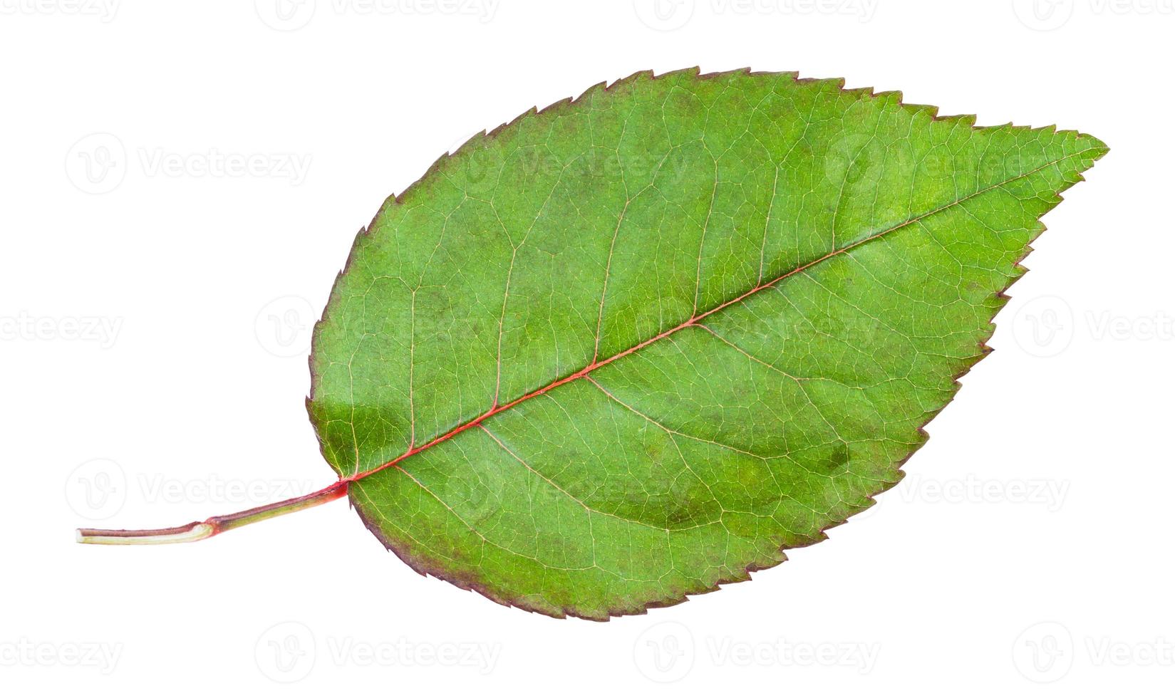 naturale foglia di giardino rosa pianta isolato foto