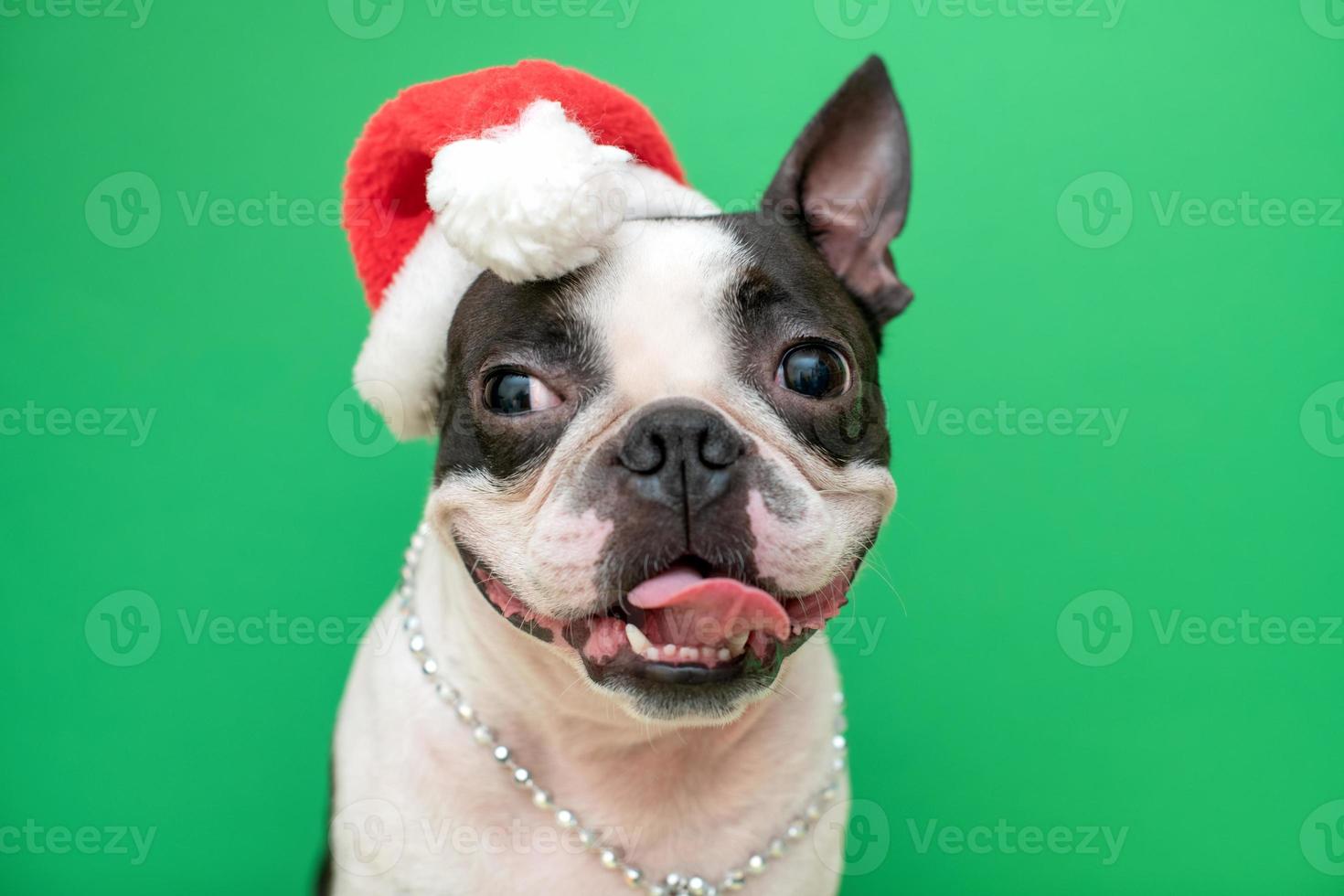 un' allegro e divertente boston terrier cane con un' Sorridi nel un' Santa Claus Natale cappello su un' verde sfondo nel il studio. il concetto di nuovo anno e Natale. foto