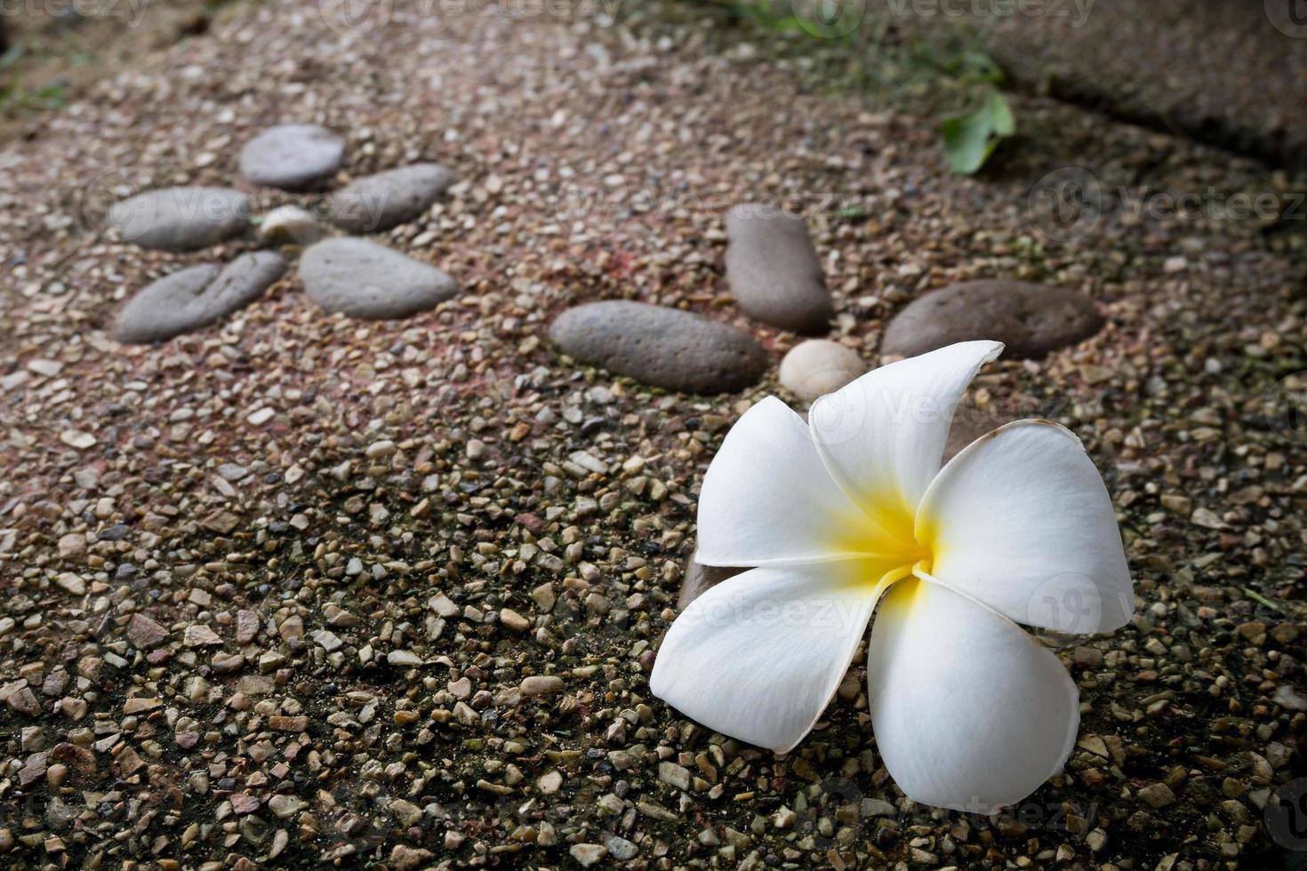 fiore di plumeria sul pavimento di pietra foto