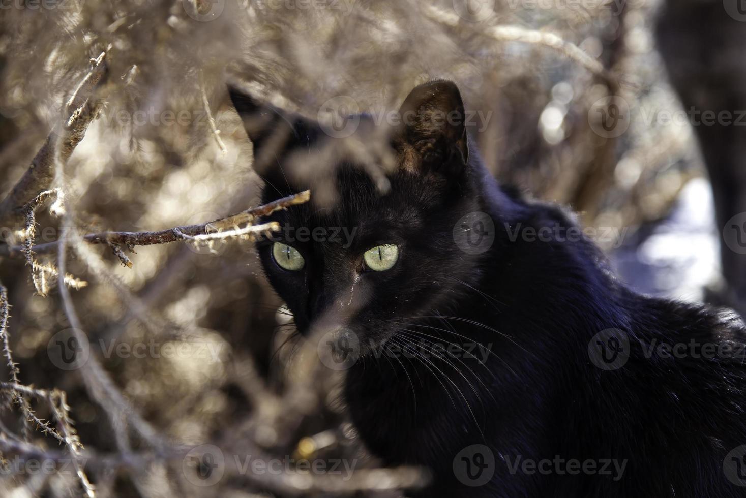 gatto nero per strada foto