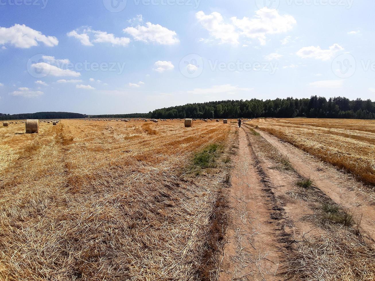 strada sterrata attraverso un campo in campagna. pittoresco paesaggio ad acquerello, sfondo delicato. tema dell'agricoltura, della vita non in città, dei viaggi foto