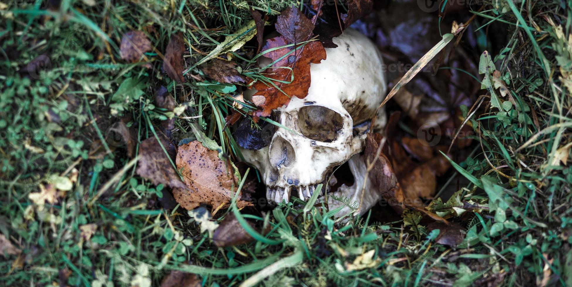 un teschio umano nell'erba è sepolto sotto le foglie d'autunno. teschio finto primo piano in uno sfondo naturale. foto