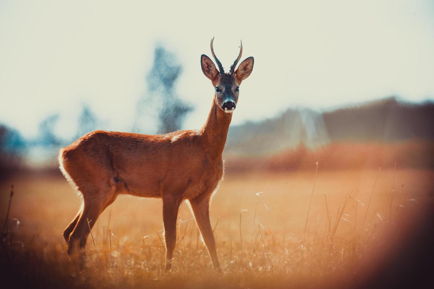 selvaggio capriolo cervo foto