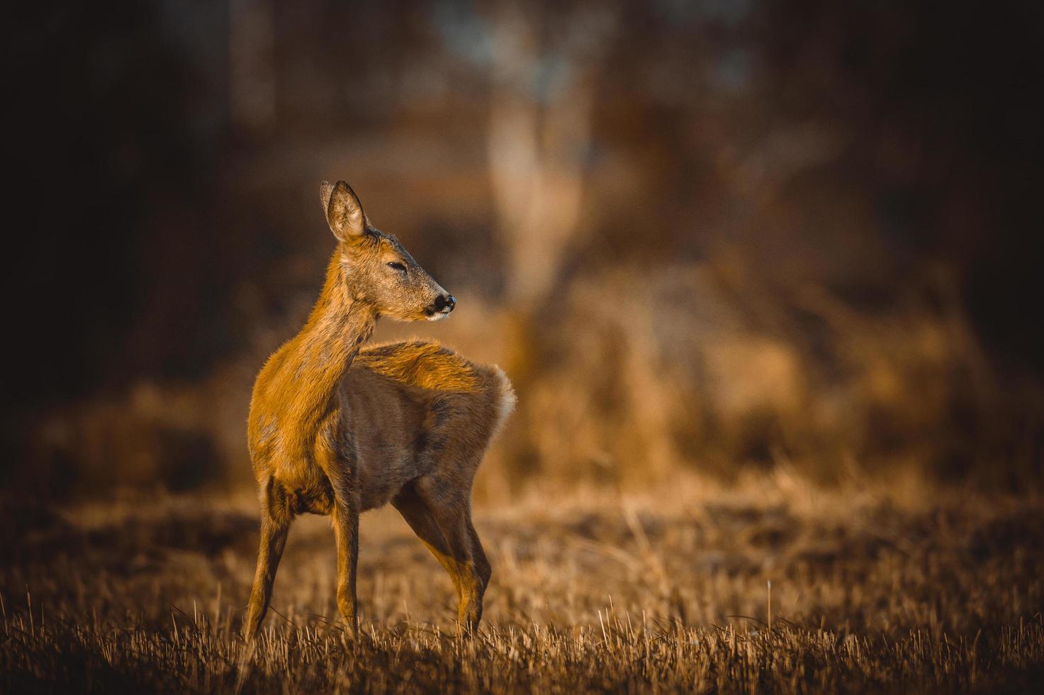 selvaggio capriolo cervo foto