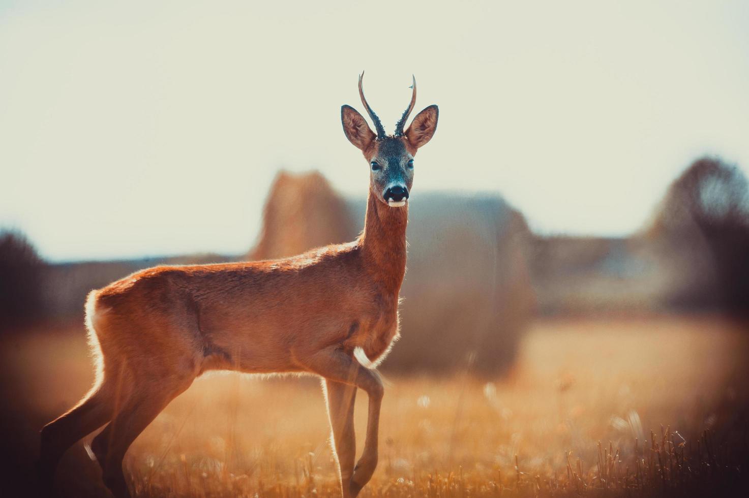 selvaggio capriolo cervo foto