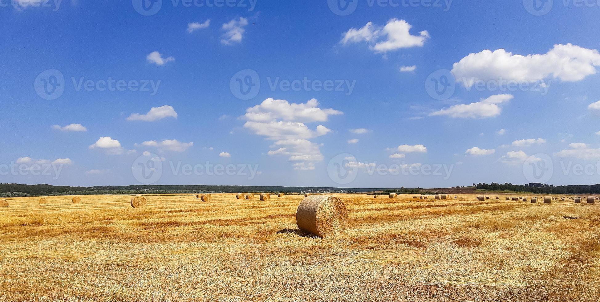 scarichi d'oro rotondi nel campo. la mietitura del grano, del grano. raccolta del fieno per bestiame, agricoltura, colture di cereali foto