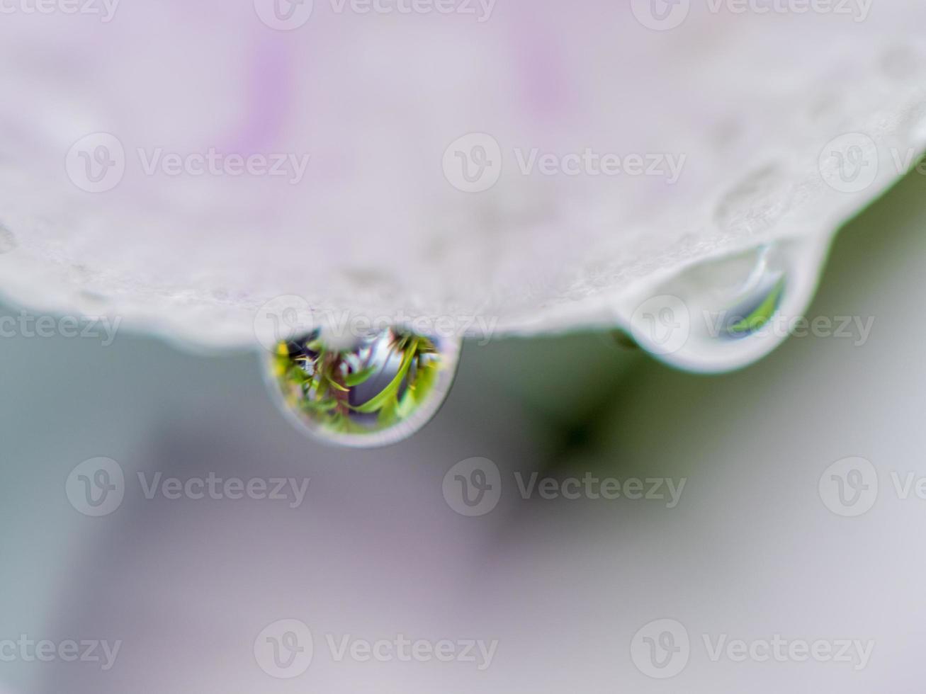 gocce di pioggia a partire dal fiori nel il giardino foto