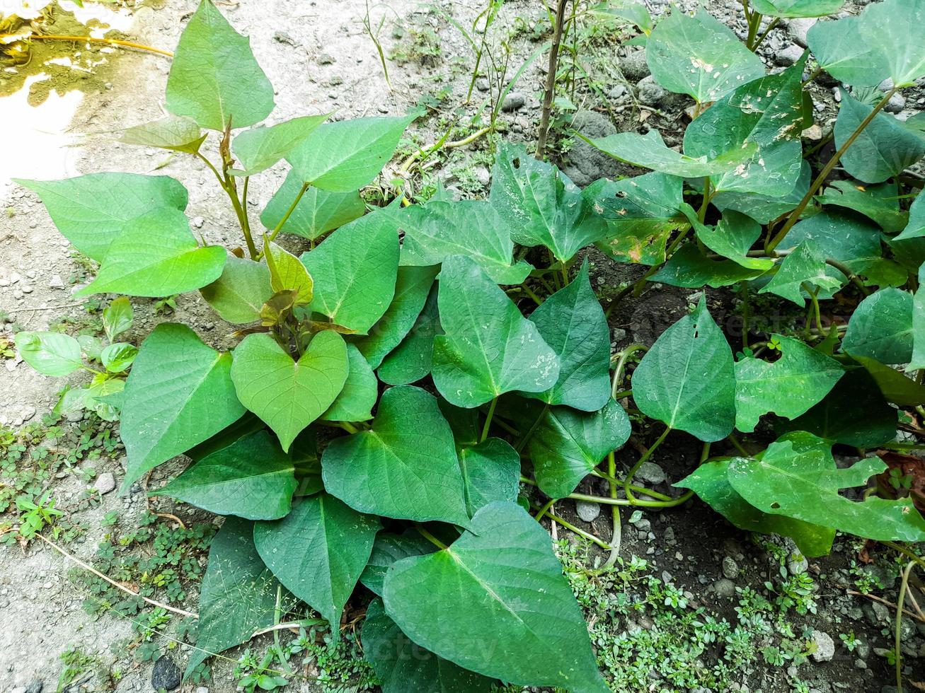 verde dolce Patata le foglie siamo conosciuto per avere molti Salute benefici, a partire dal occhio Salute, pelle, cuore, per alleviare mestruale dolore e gotta. dolce Patata le foglie può essere elaborato in molto delizioso piatti. foto