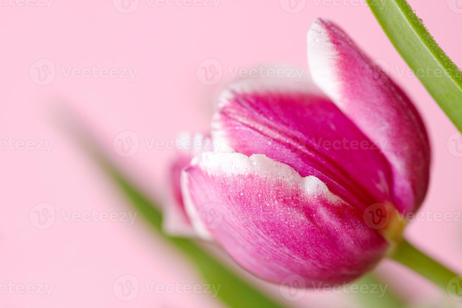 primavera tulipani su rosa sfondo. saluto carta per madri giorno foto