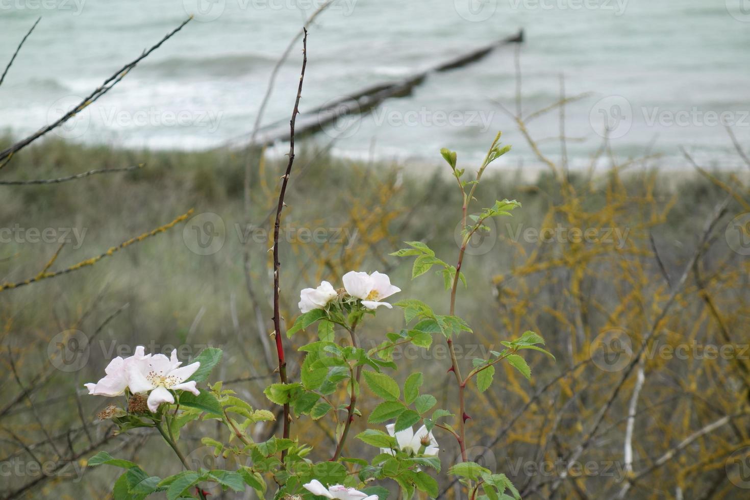 il isola di zingst a il baltico mare foto