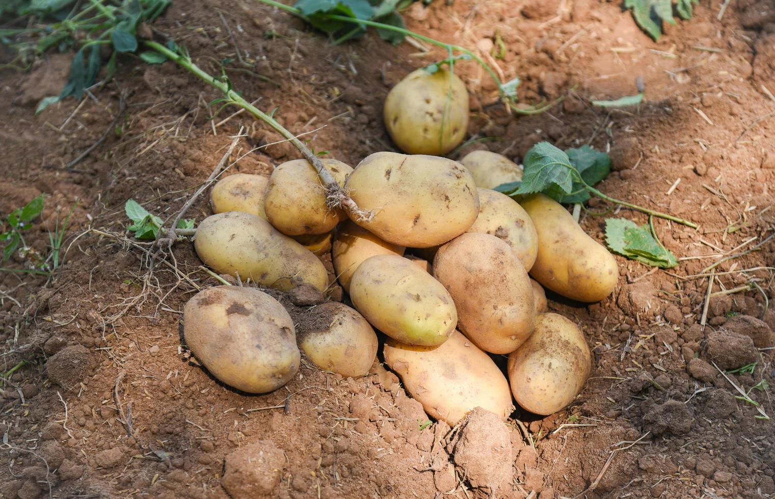 fresco Patata pianta su terra, raccogliere di maturo patate agricolo prodotti a partire dal Patata campo foto