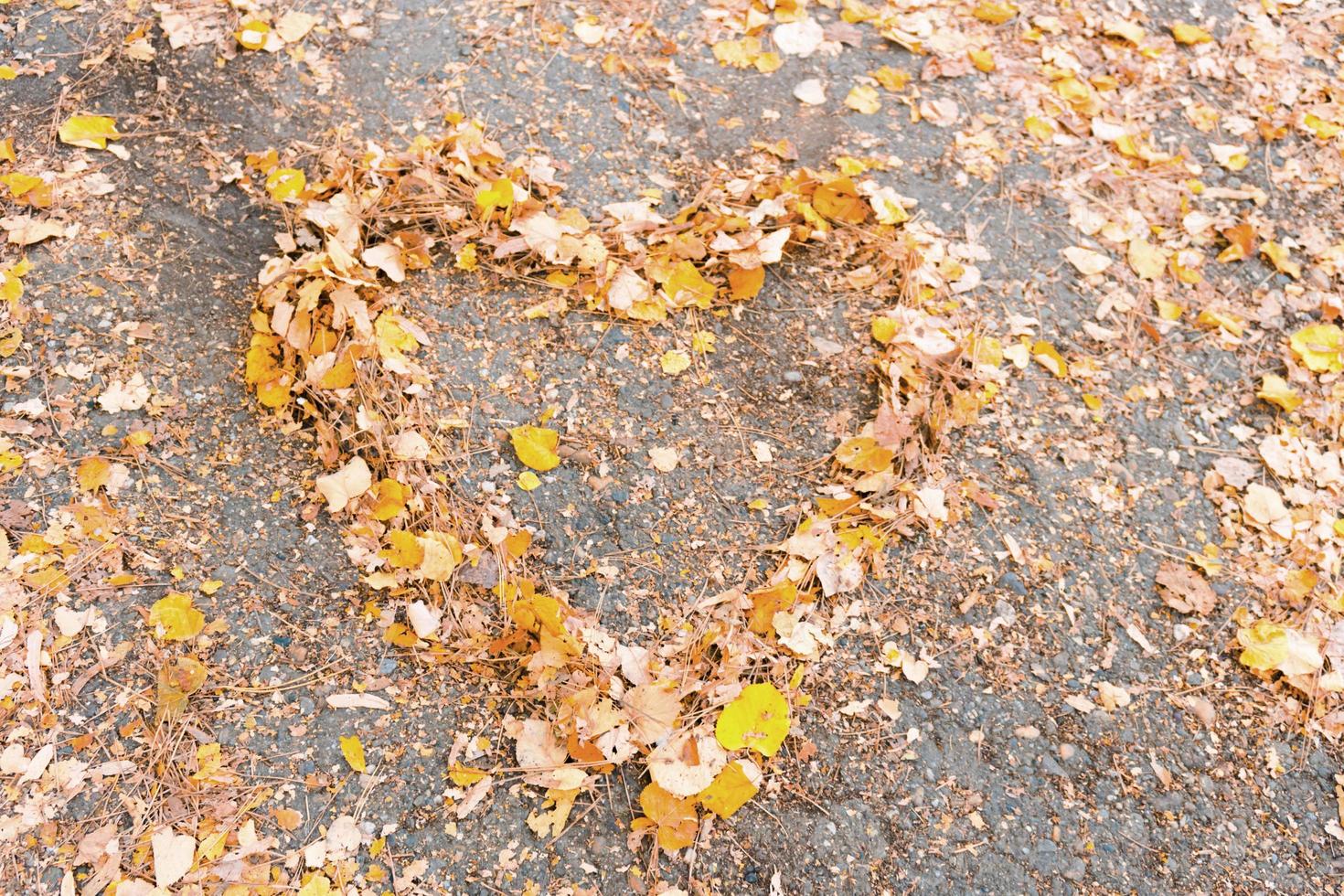 cuore sagomato autunno le foglie. foto