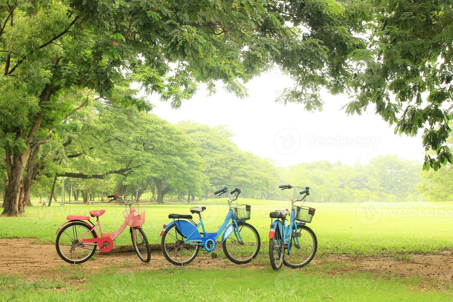 bicicletta sotto grande albero nel il pubblico parco foto