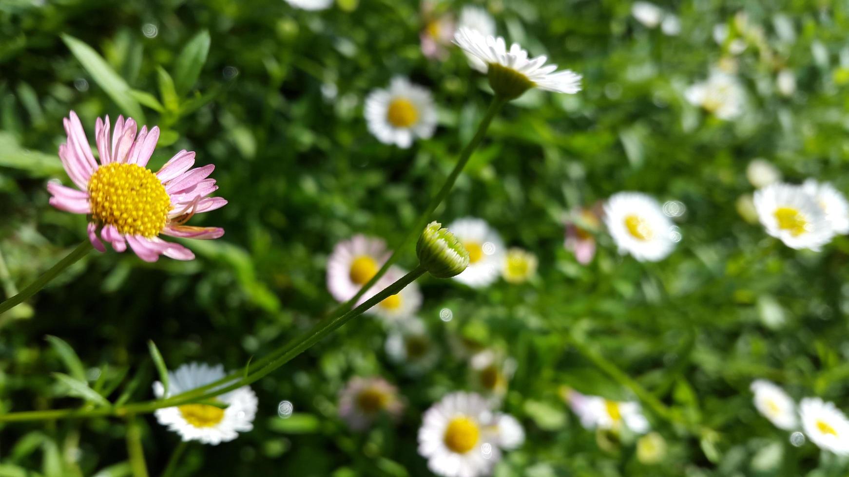 Comune margherita fiori a il giardini, bianca petali, yelow centro foto