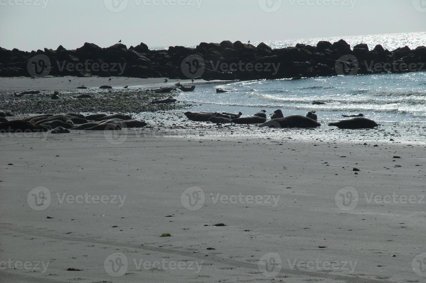 l'isola di Helgoland foto