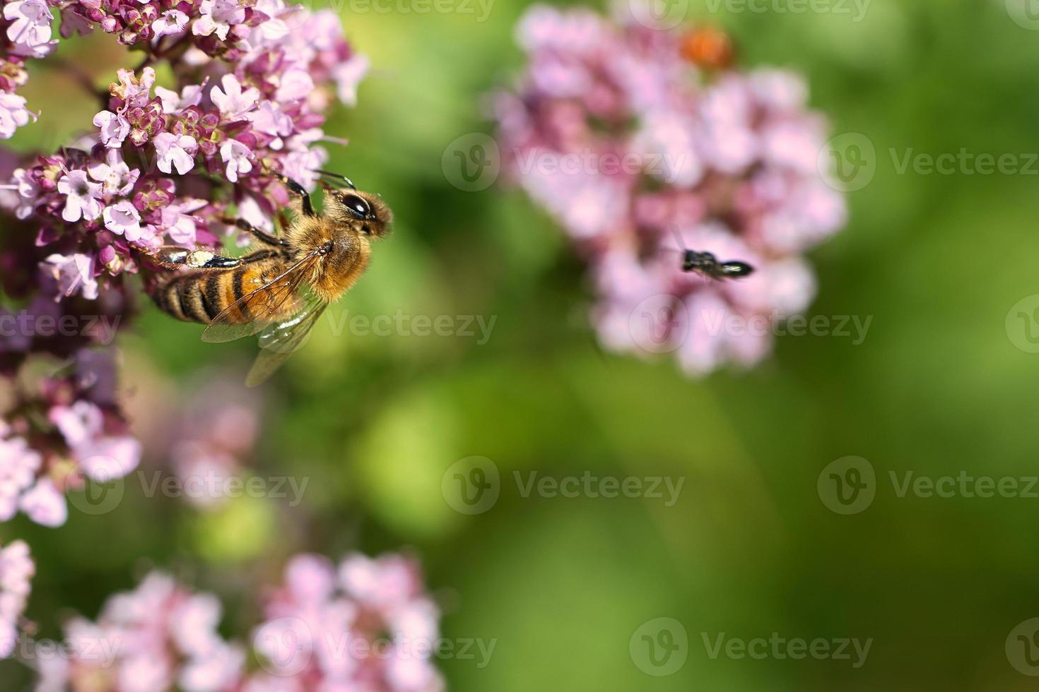 ape mellifera che raccoglie nettare su un fiore del cespuglio di farfalle di fiori. insetti indaffarati foto