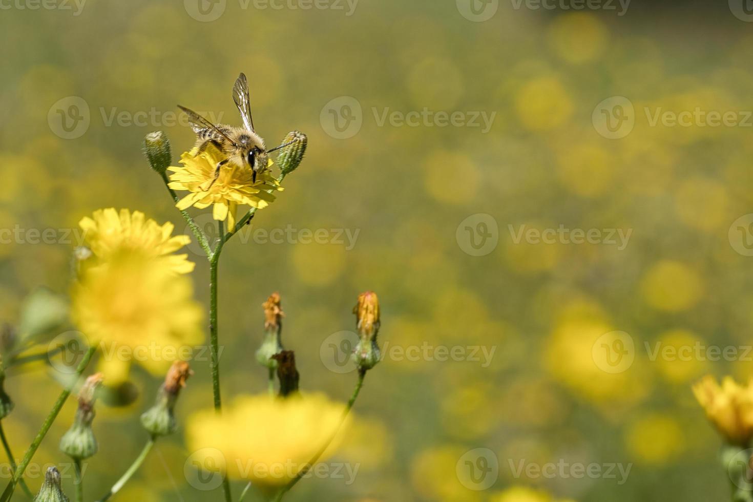 miele delle api che raccoglie nettare su un prato fiorito con fiori gialli. insetto occupato foto