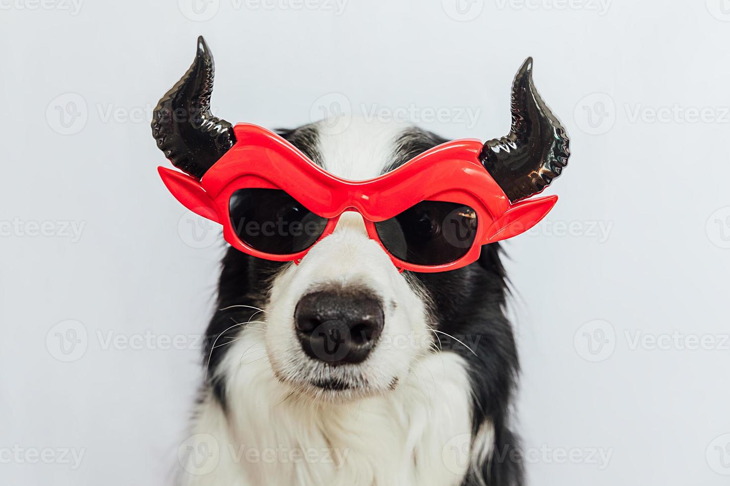 concetto di dolcetto o scherzetto. divertente cucciolo di cane border collie vestito con halloween sciocco satana diavolo occhiali costume spaventoso e spettrale isolato su sfondo bianco. preparazione per la festa di halloween. foto