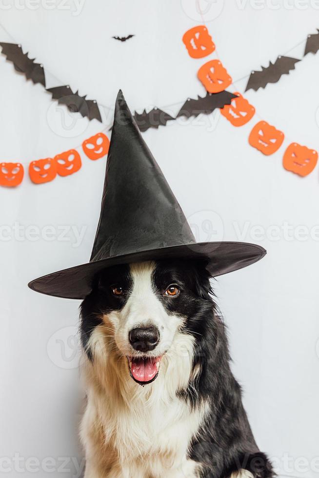 concetto di dolcetto o scherzetto. divertente cucciolo di cane border collie vestito con cappello di halloween costume da strega spaventoso e spettrale su sfondo bianco con decorazioni di ghirlanda di halloween. preparazione per la festa di halloween. foto