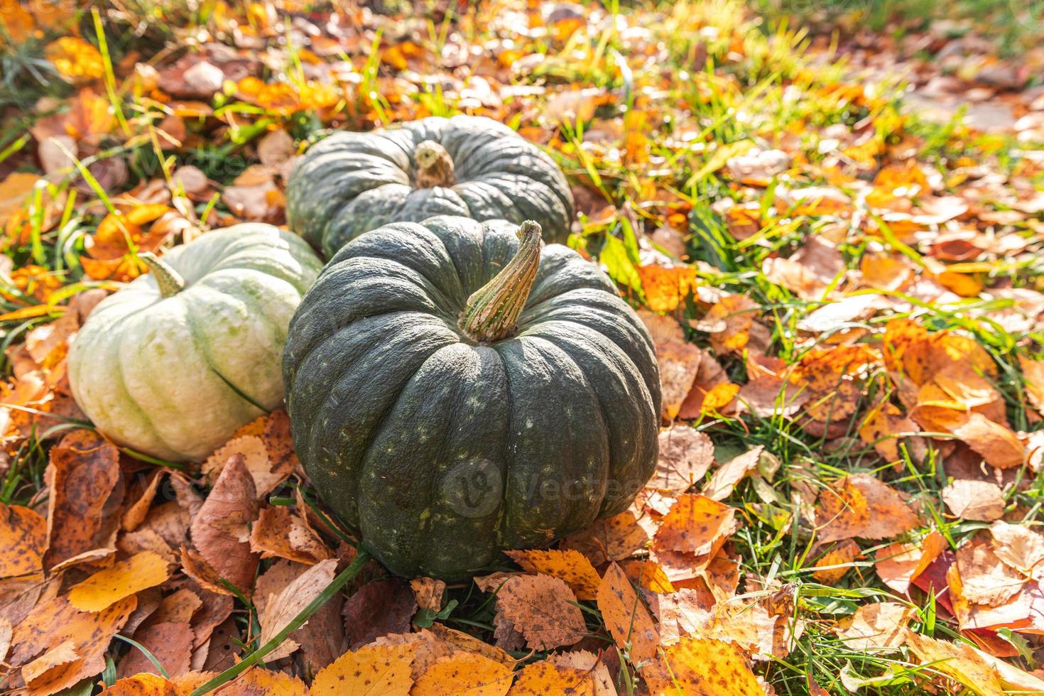 autunnale sfondo. autunno autunno zucche su secco autunno le foglie giardino sfondo all'aperto. ottobre settembre sfondo modificare di le stagioni maturo biologico cibo concetto Halloween festa ringraziamento giorno. foto