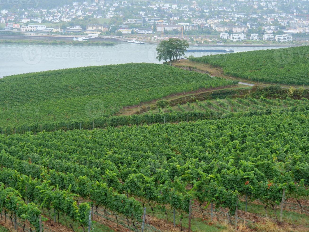 ruedesheim a il fiume Reno foto