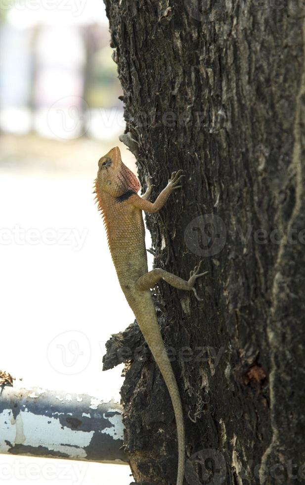 lucertole - rettili e mangiare insetti. arrampicata alberi nel ricerca di cibo per Salva vite. esso è un' feroce e spaventoso bestia. e è un insettivoro animale per il ecosistema foto