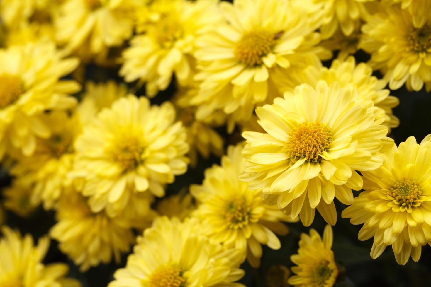 giallo fiore con selettivo messa a fuoco foto