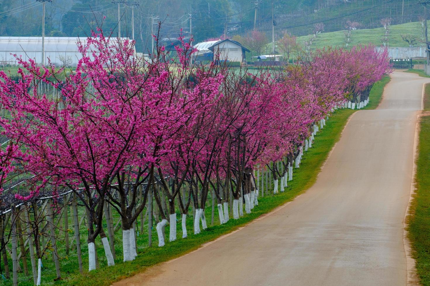 rosa itinerario derivato a partire dal il bellissimo di sakura, ciliegia fiori nel doi Angkhang montagna reale agricolo stazione Angkhang foto