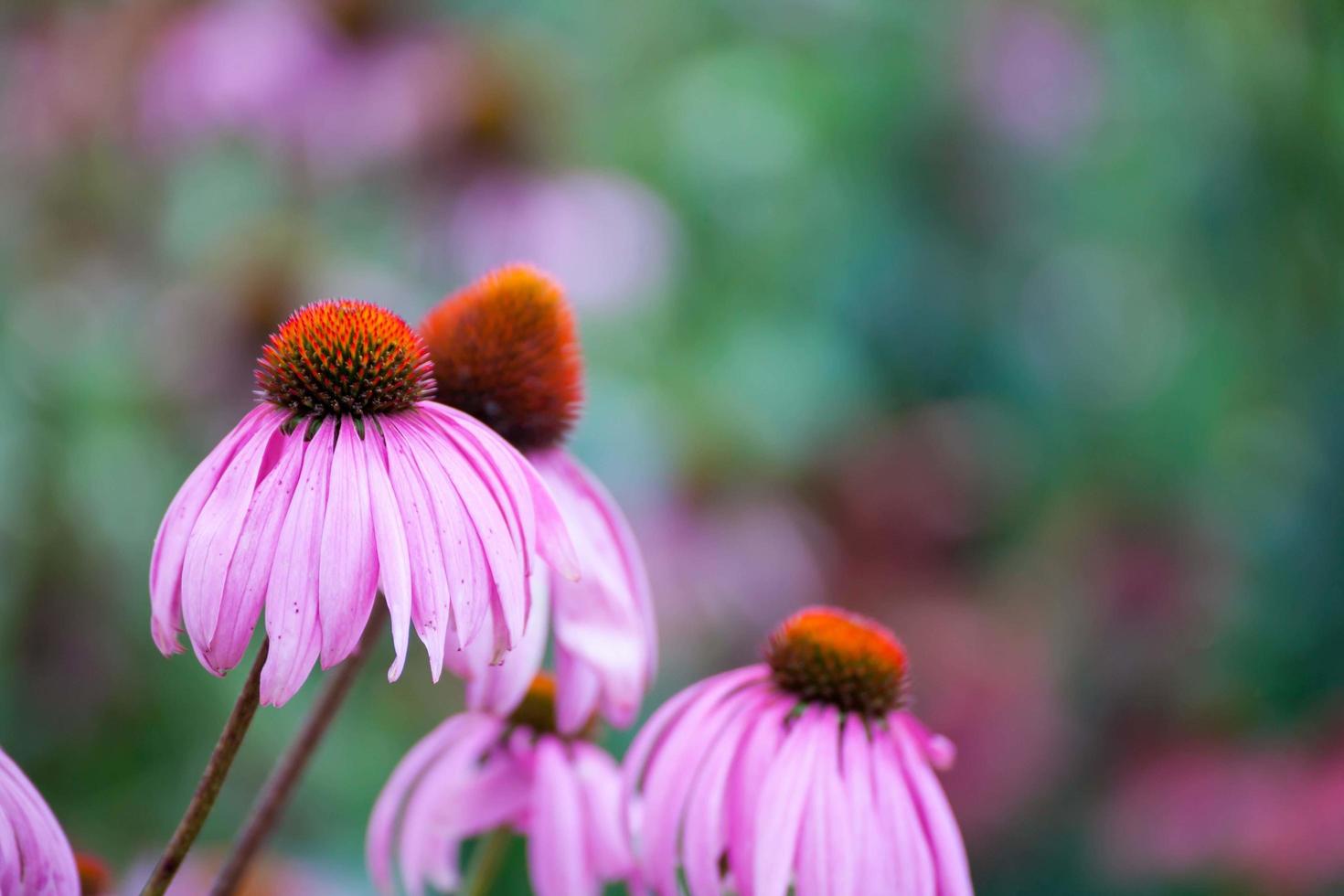 coneflowers viola, primo piano, fuoco selettivo foto