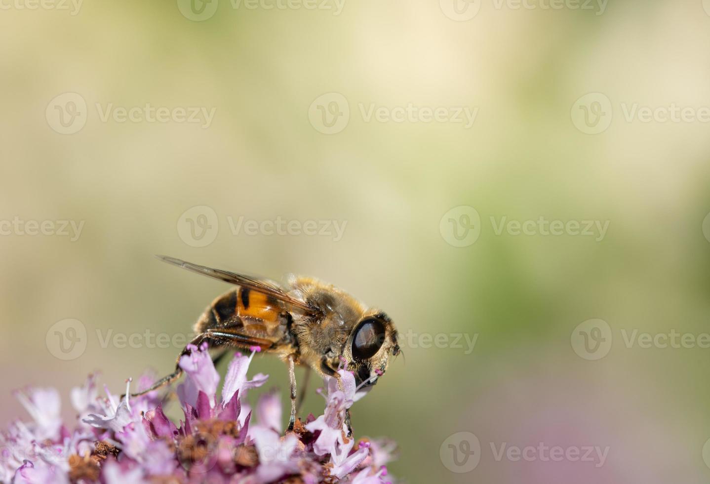 avvicinamento di un' giallo nero a strisce hoverfly arroccato su un' Fiore di campo contro un' luminosa verde sfondo. Là è spazio per testo. foto