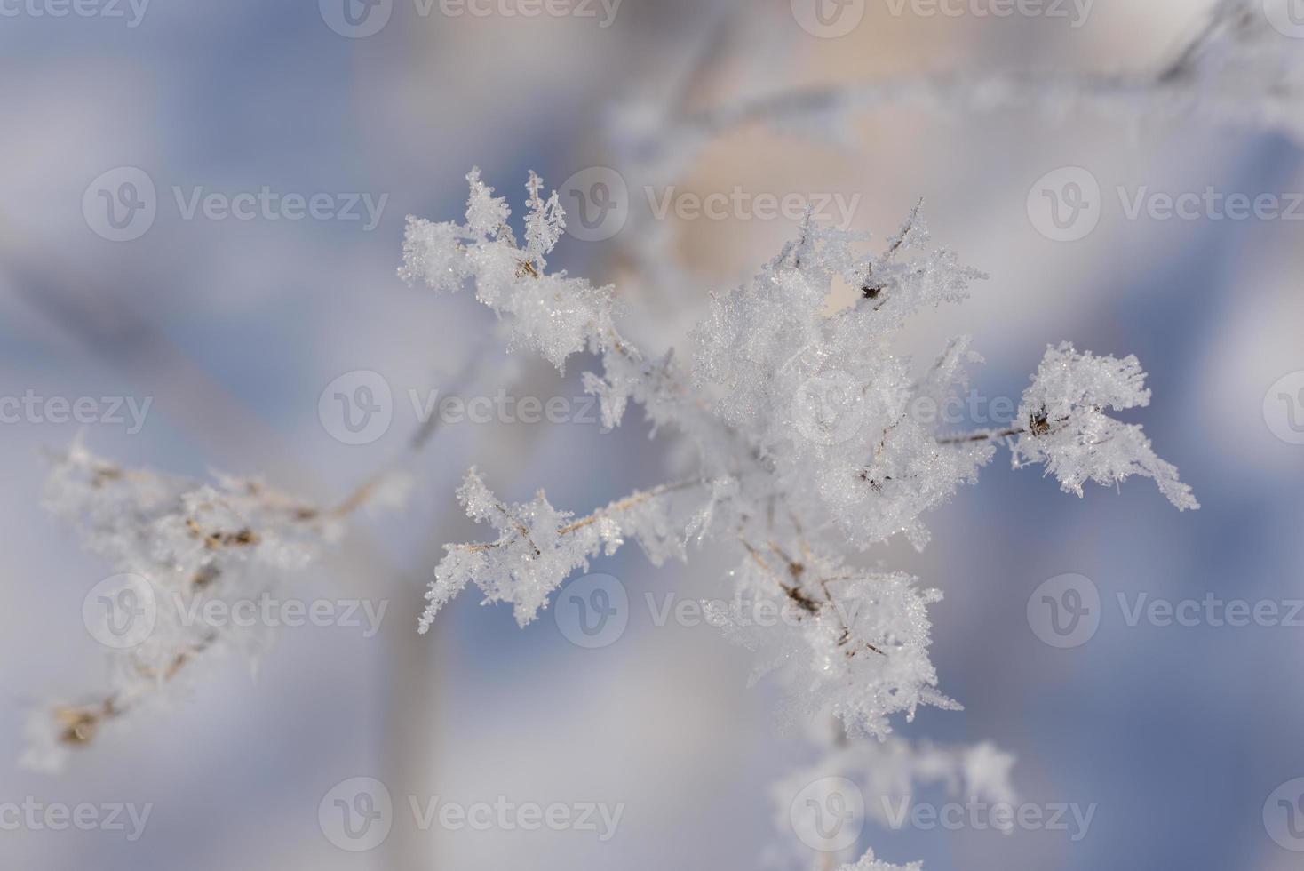 avvicinamento di arido erba su quale delicato ghiaccio cristalli avere formato contro un' blu sfondo nel natura, nel inverno foto