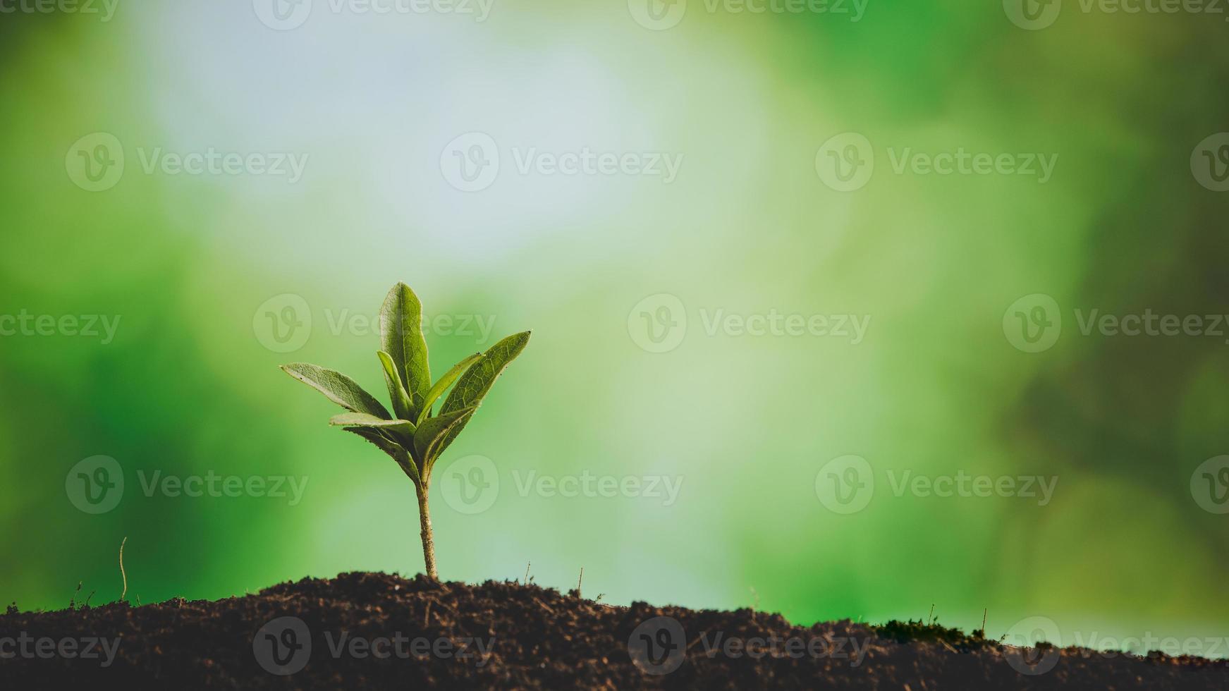 giovane piccolo verde nuovo vita crescita su suolo nel ecologia natura. cura pianta alberi e crescere piantine e proteggere nel giardino nel terra su mondo ambiente giorno. sviluppo ambientale-agricoltura concetto foto