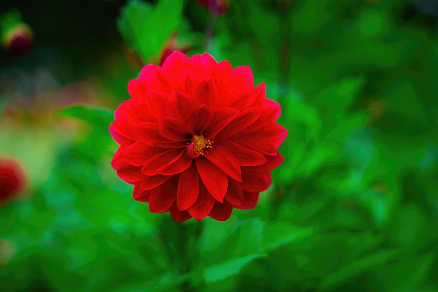 fiori giardino parco natura sfondo premio foto