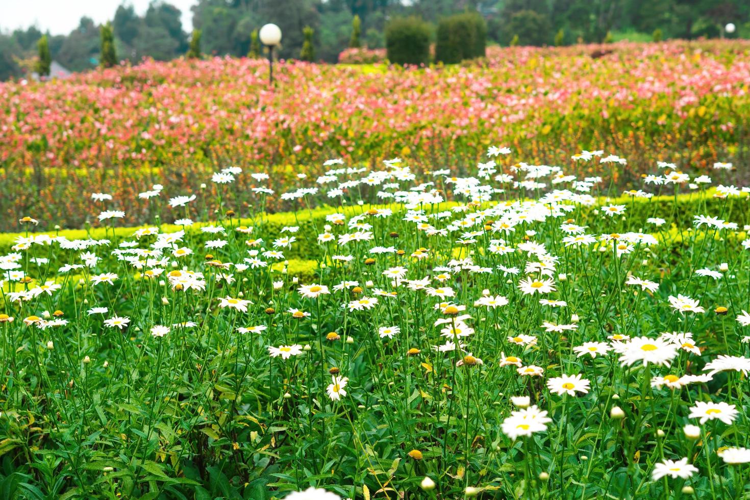 fiori giardino parco natura sfondo premio foto