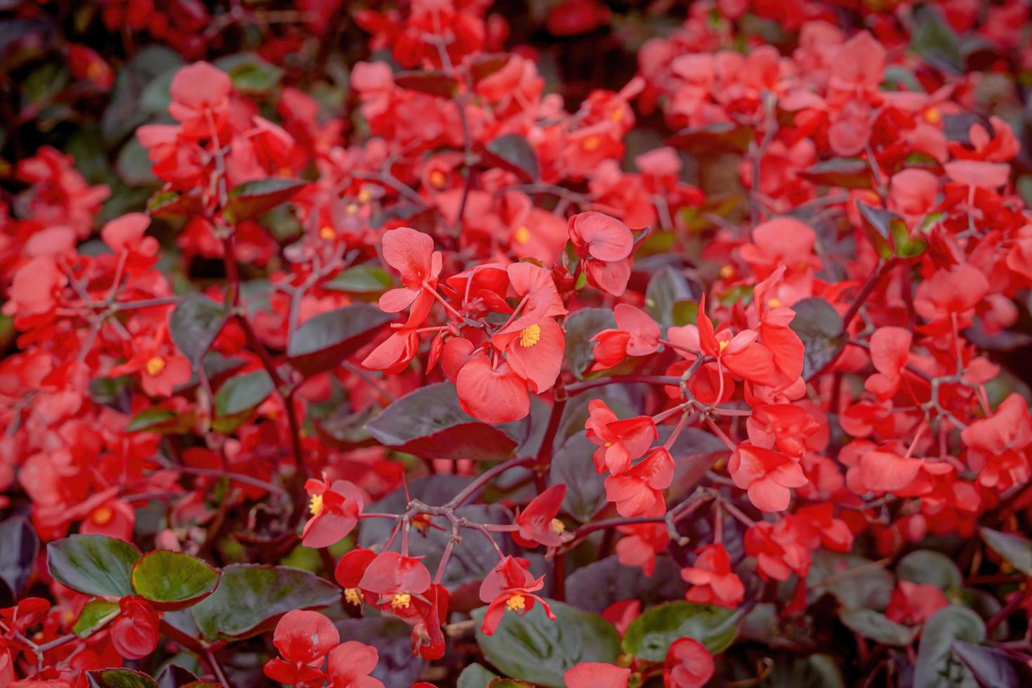 fiori giardino parco natura sfondo premio foto