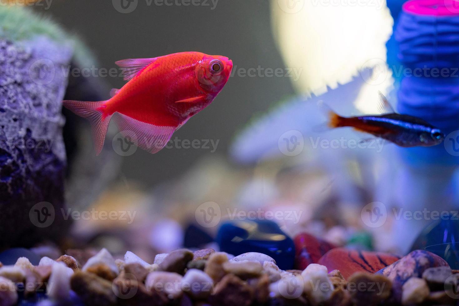 raggiante tetra nel un' pesce serbatoio foto