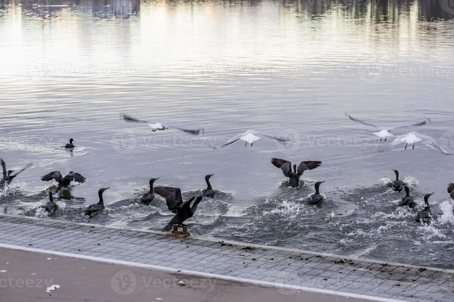 uccelli volante al di sopra di un' lago foto