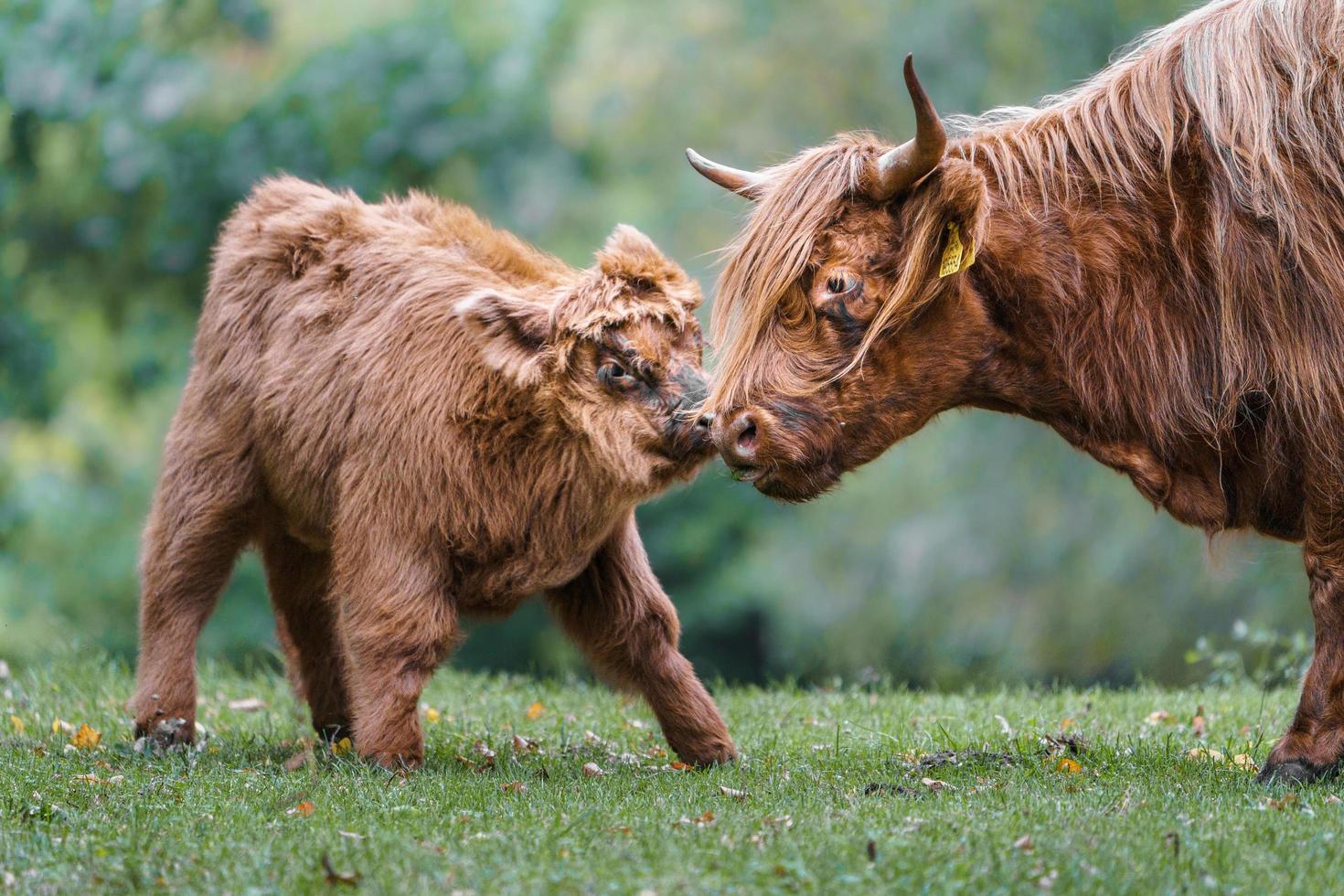 bestiame dell'altopiano sul prato foto