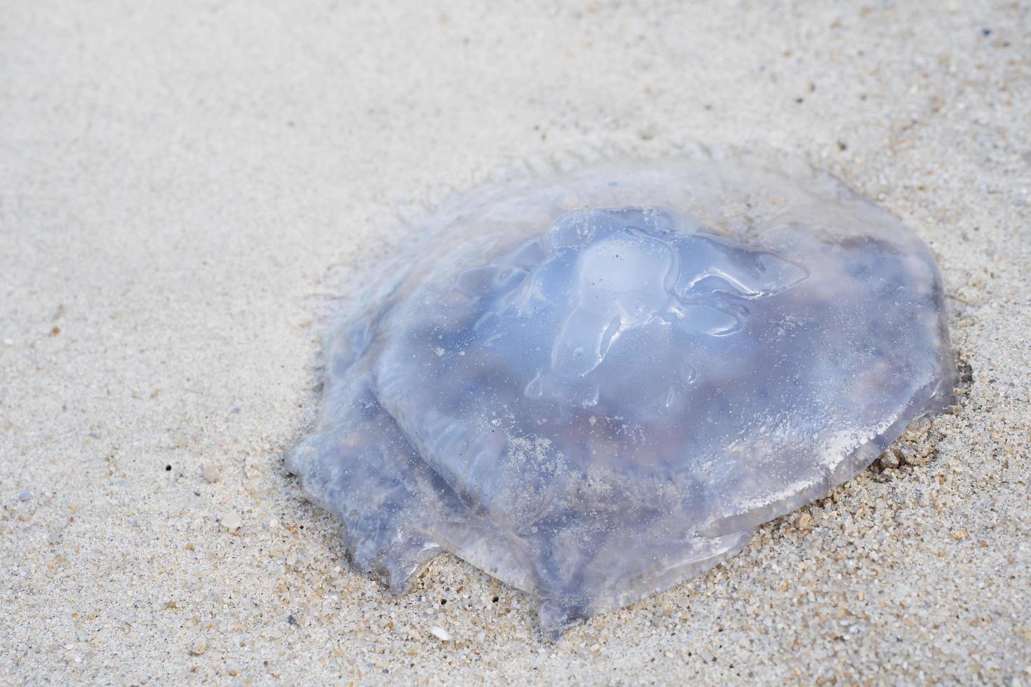 avvicinamento. mare Luna Medusa traslucido blu leggero colore su spiaggia. foto