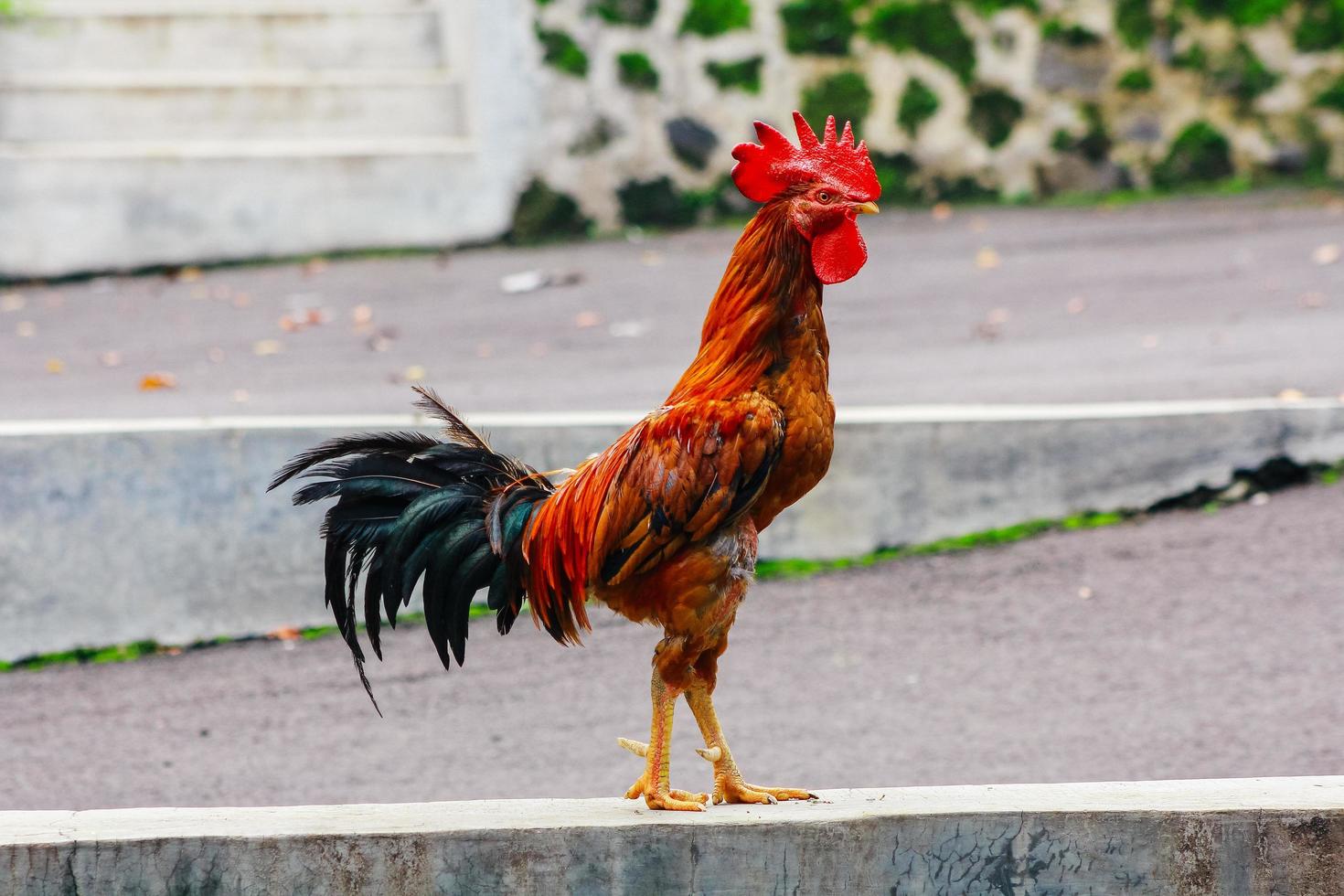 Gallo nel il giardino foto