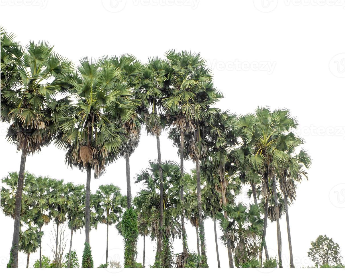 palma albero gruppo. alto risoluzione albero paesaggio isolato su bianca sfondo per Stampa e ragnatela pagina con tagliare percorsi e alfa canali. foto