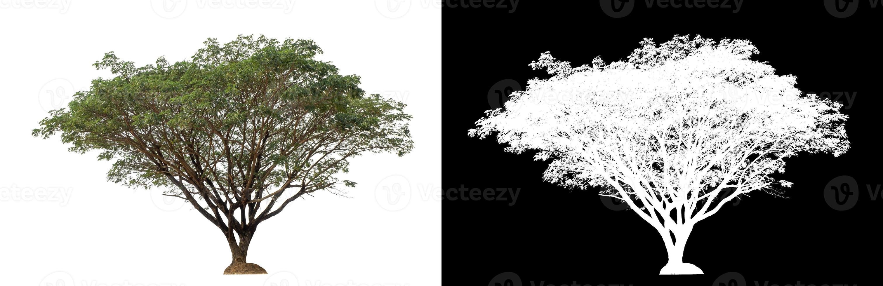 singolo albero con ritaglio sentiero e alfa canale su nero sfondo foto