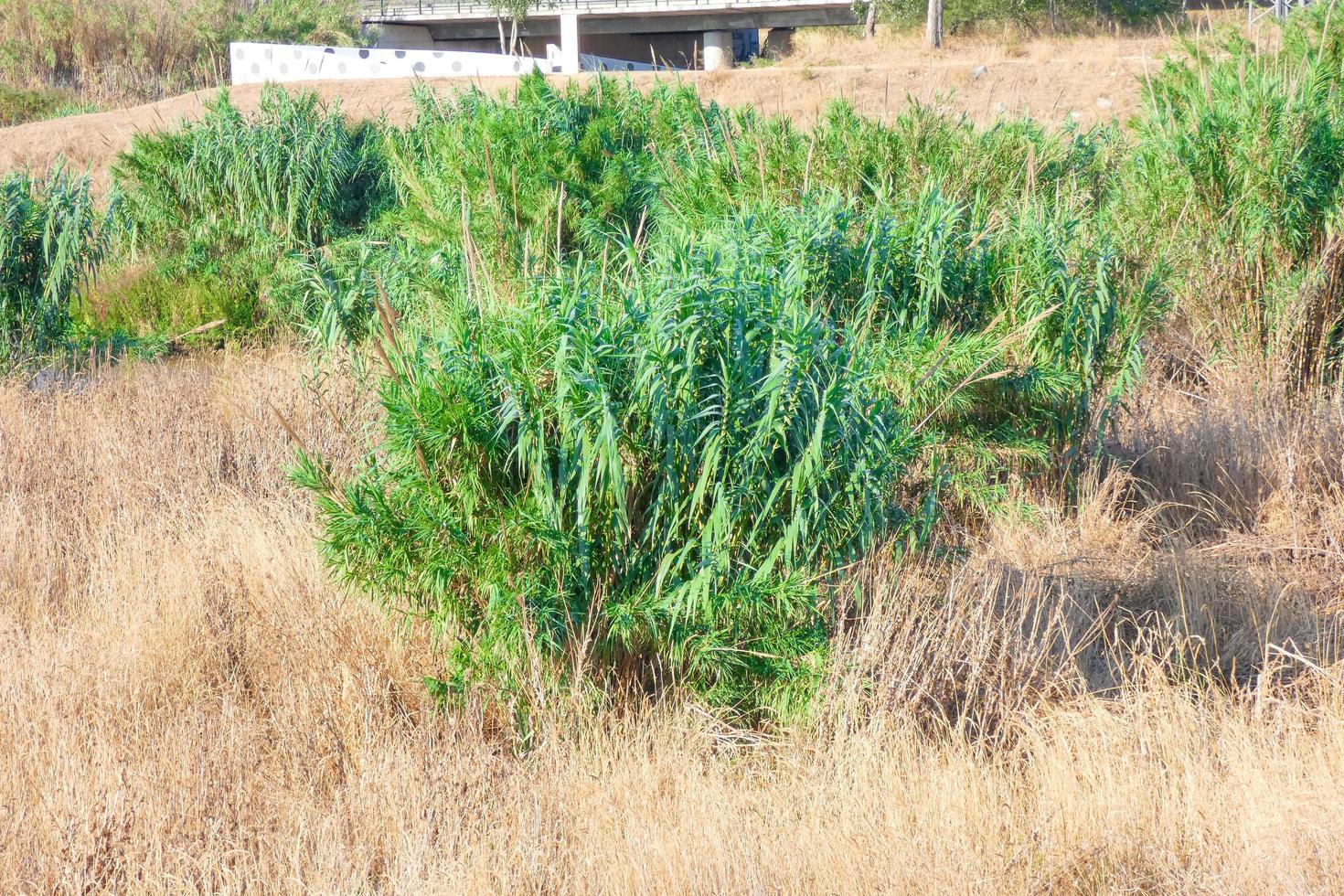 vegetazione nel il vicinanza di un' fiume, asciutto erbe foto