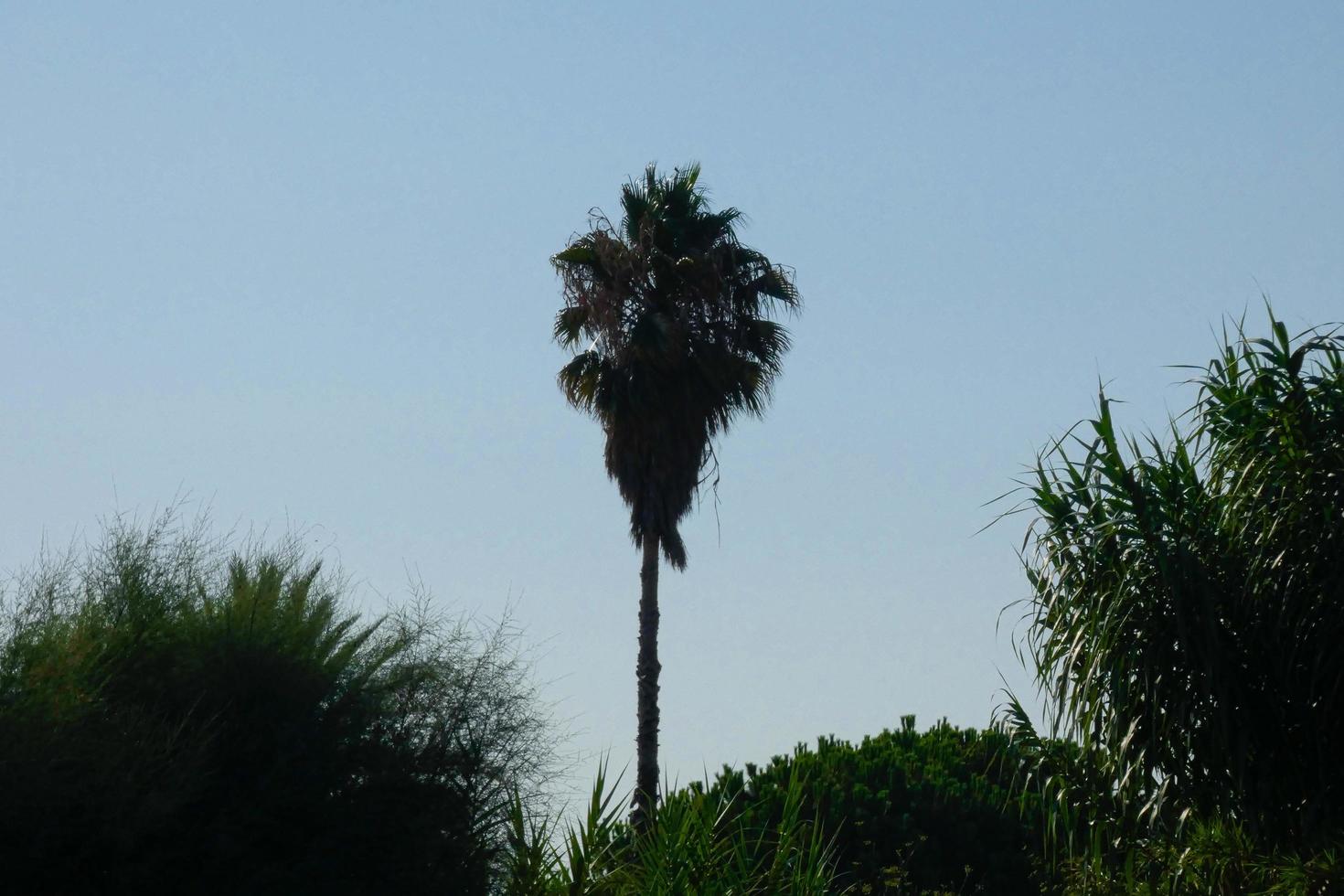 solitario palma albero nel il vicinanza di il città di Barcellona foto