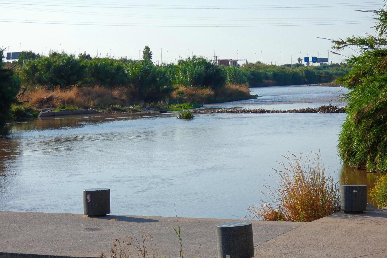 vegetazione su il fiume banca durante il estate stagione foto