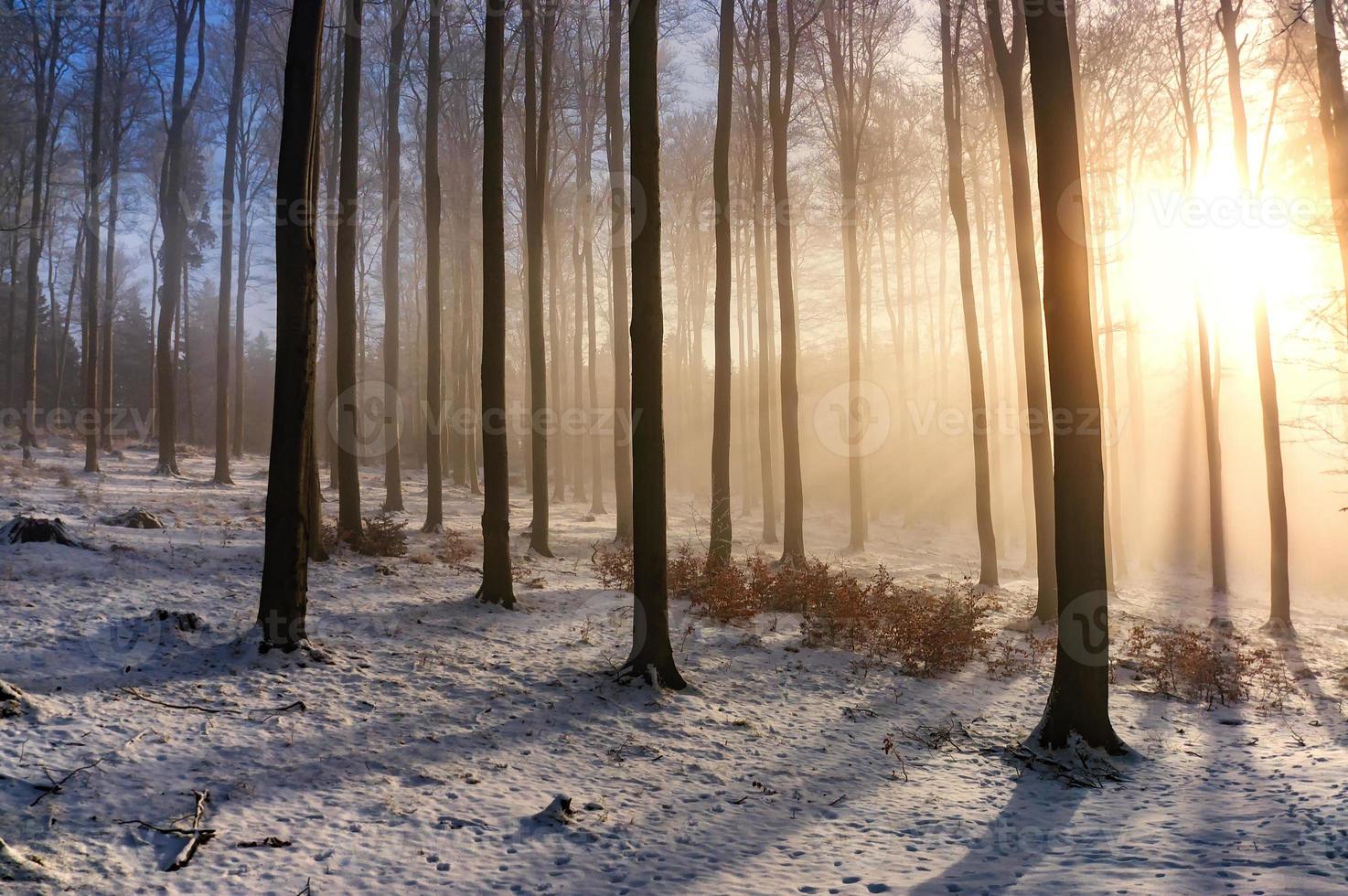 faggio inverno foresta foto