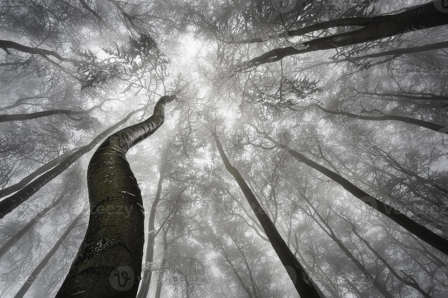 inverno albero corona foto